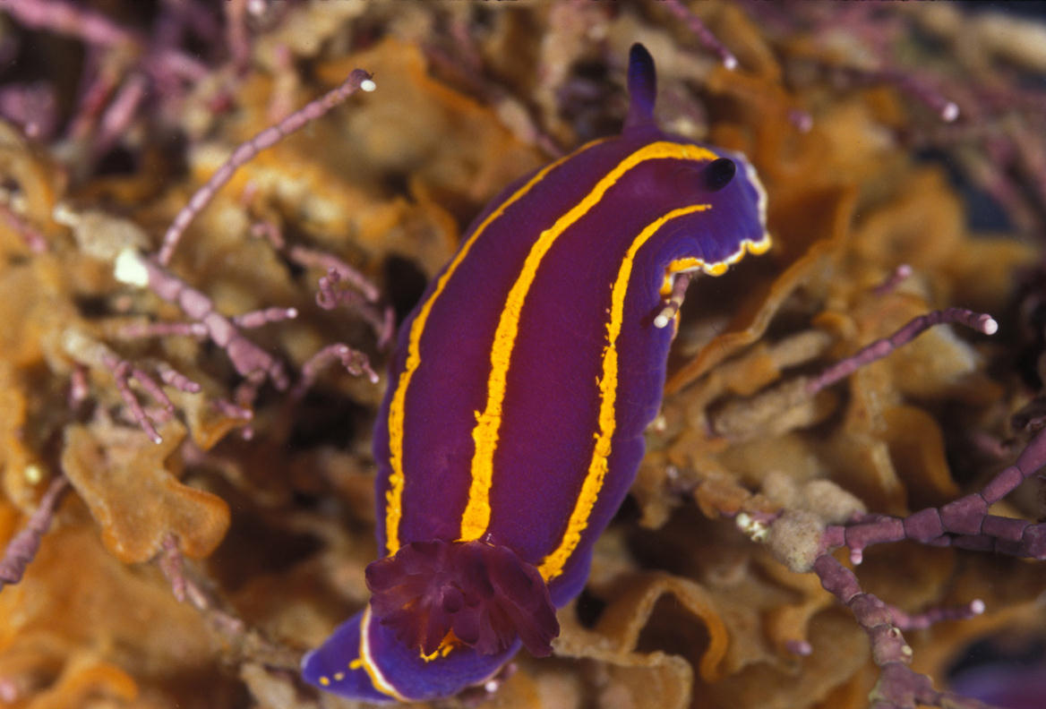 Chromodoris macfarlandi